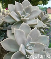 Graptopetalum Paraquayense